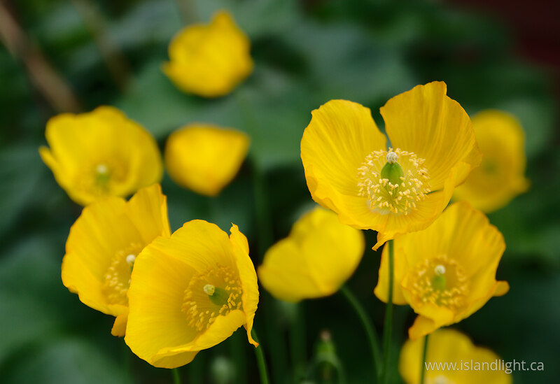   Flower photo