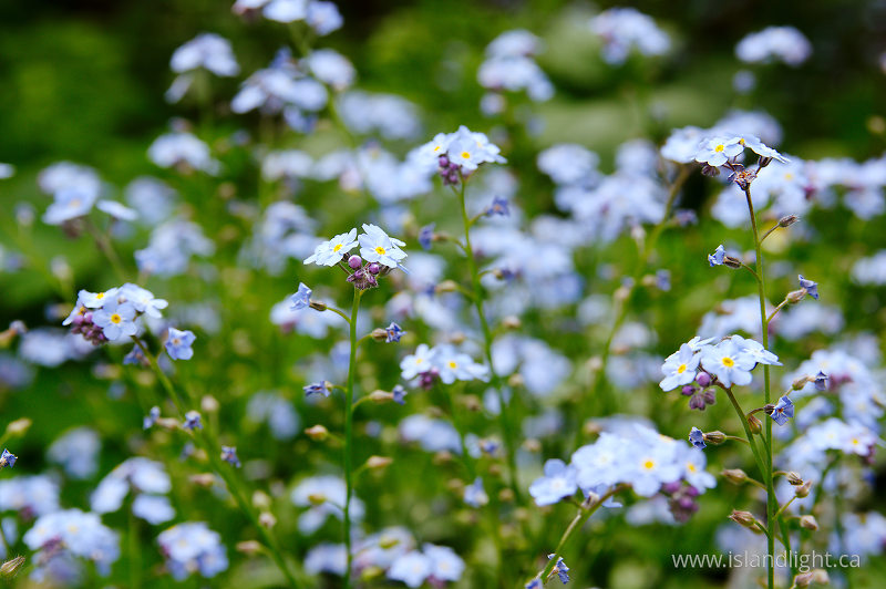   Flower photo