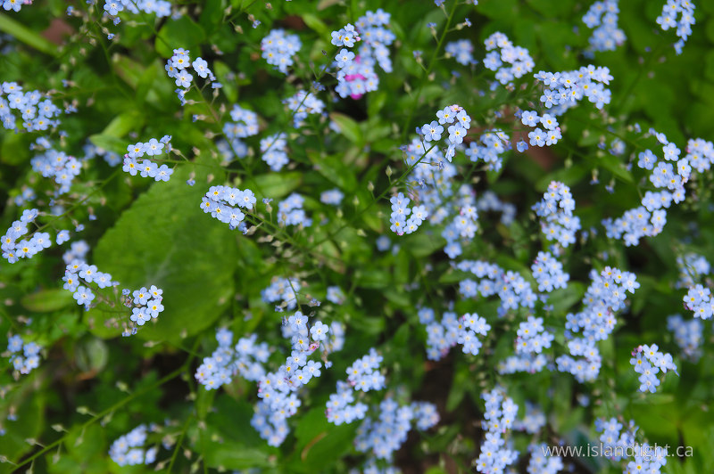   Flower photo