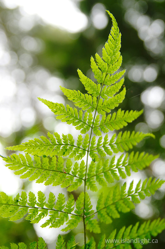   Fern photo
