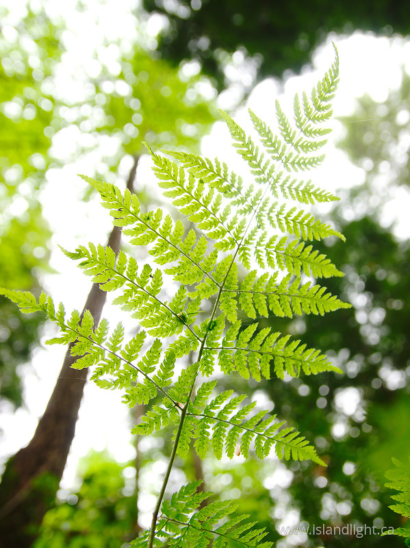   Fern photo