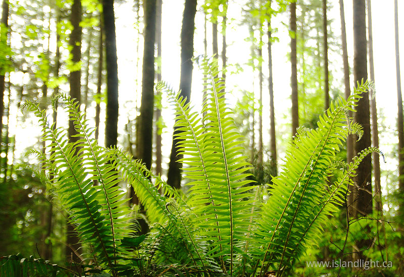   Forest photo