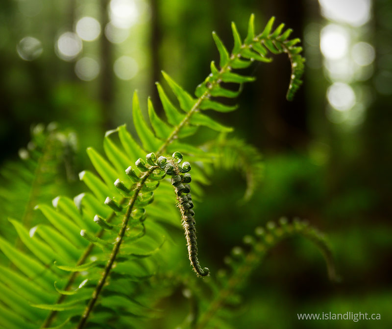   Fern photo