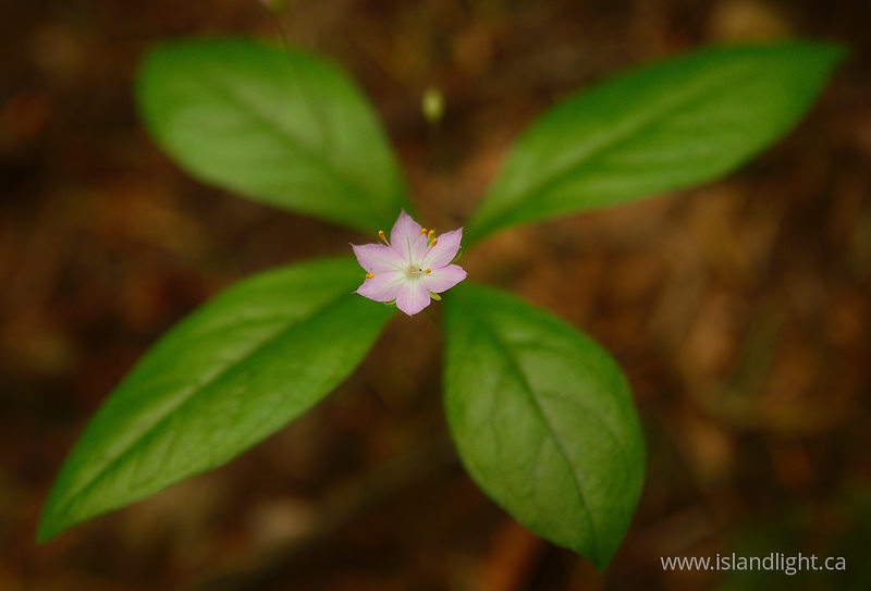   Wildflower photo