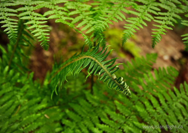  Fern photo