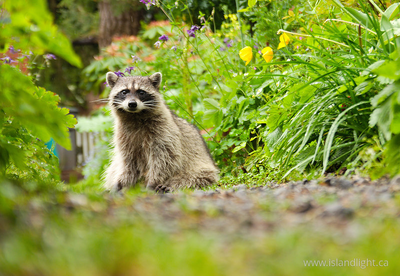   Raccoon photo