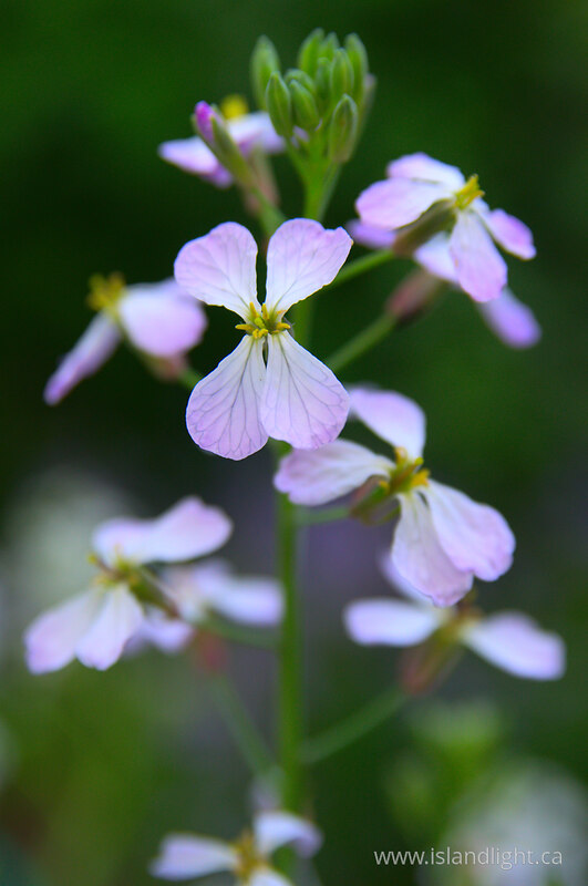   Flower photo