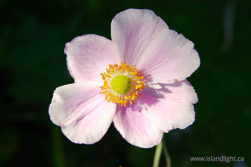   Flower photo