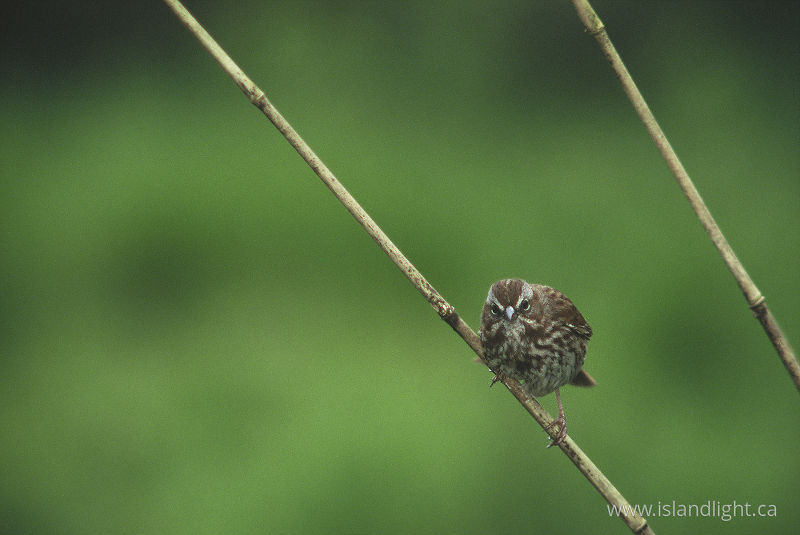   Sparrow photo