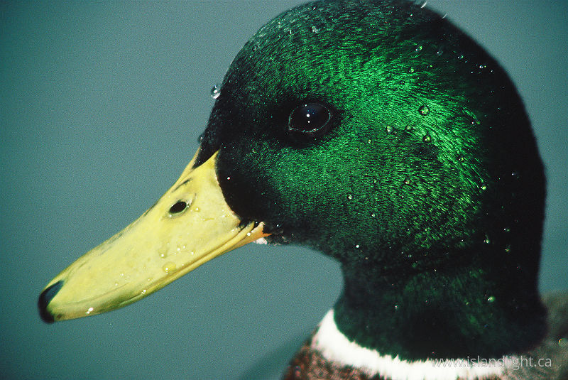   Duck photo