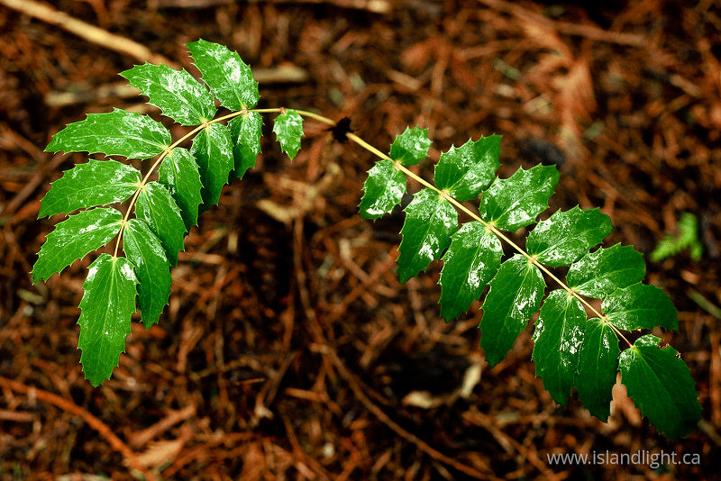 Oregon Grape -   photo