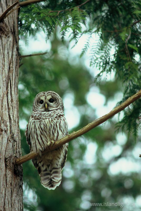   Owl photo