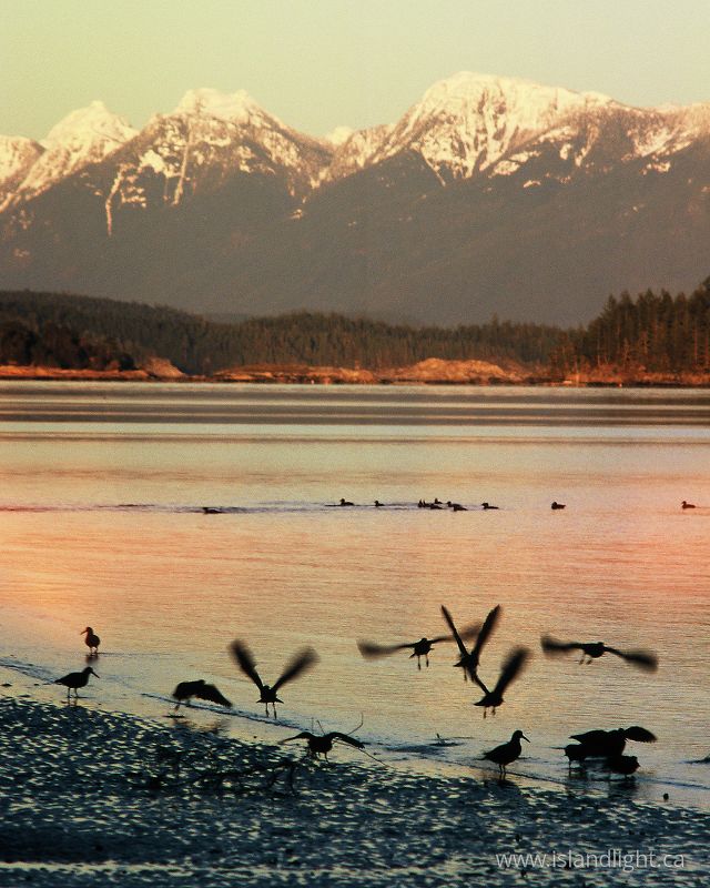   Oystercatcher photo