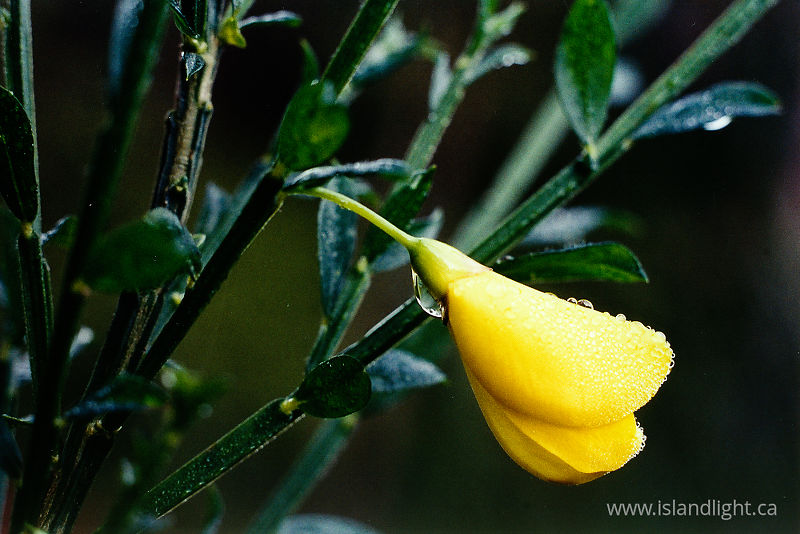 Scotch Broom -   photo