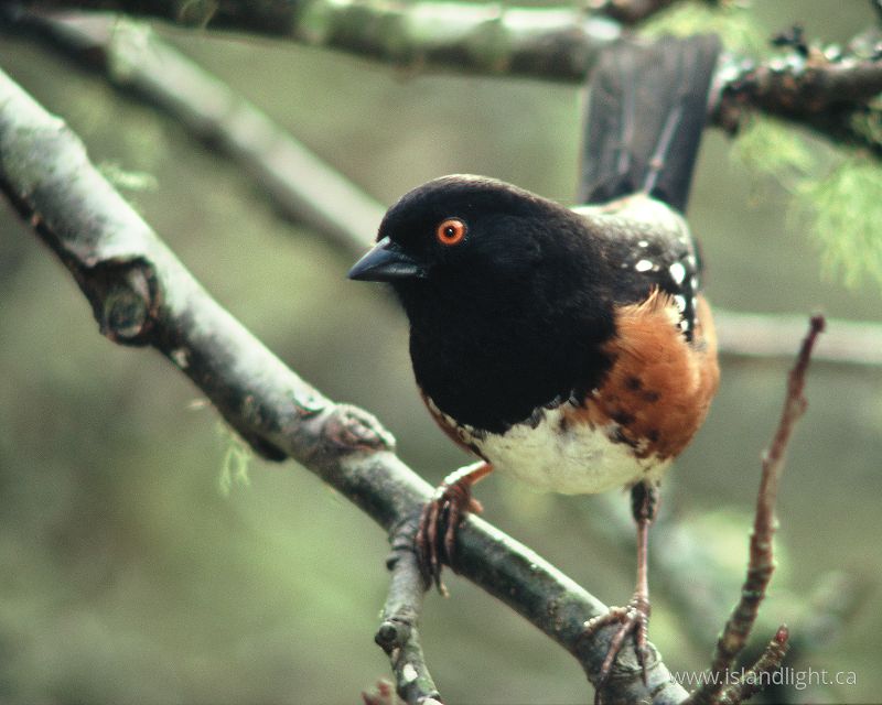   Sparrow photo