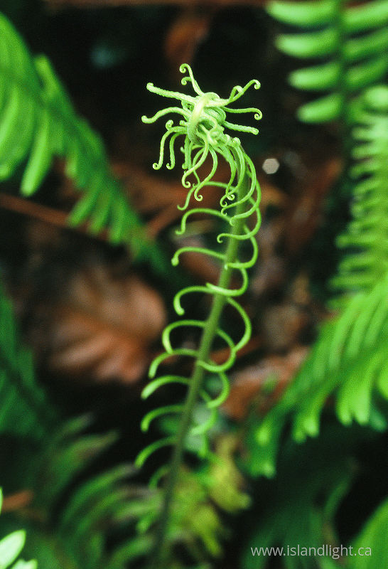  Fern photo