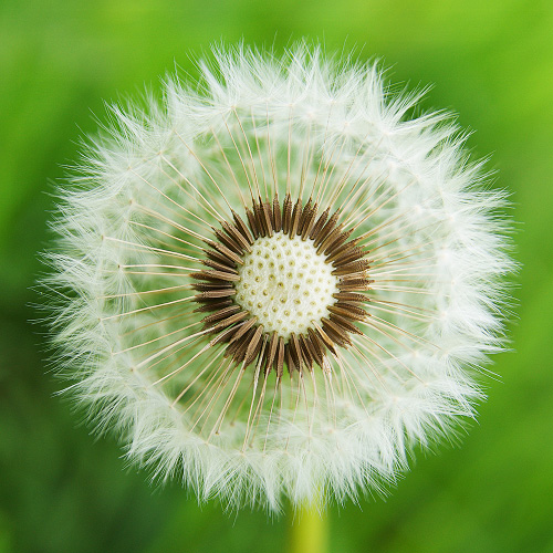 Plant  photo from  Aillevillers, Haute-Saone France.