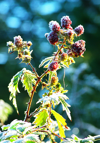 Plant photo from  Cortes Island, BC Canada.