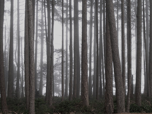 Landscape  photo from  Cortes Island, BC Canada.