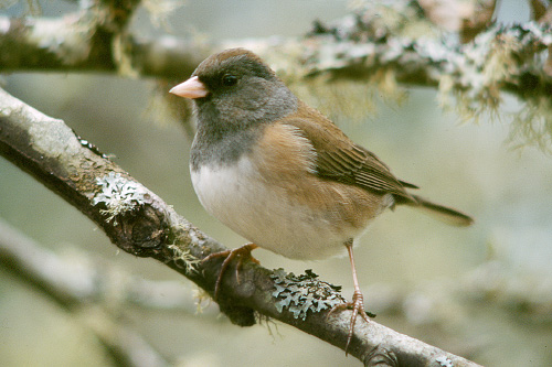 Bird photo from  Cortes Island, BC Canada.