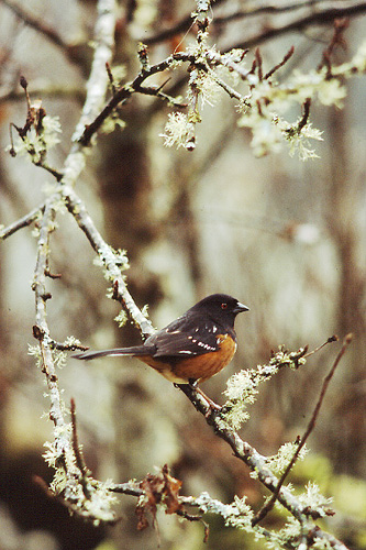 Bird photo from  Cortes Island, BC Canada.