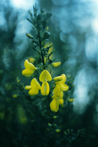 Plant photo from  Cortes Island, BC Canada.