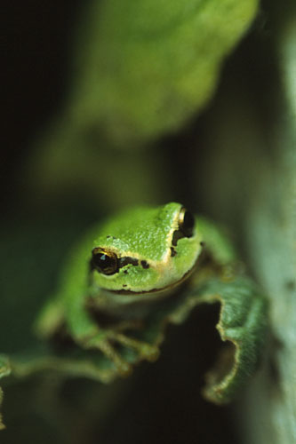 Amphibian photo from  Lasqueti Island,  Canada.