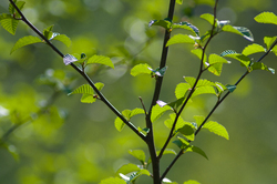 Shades of Green - Cortes Island Alder Tree photo