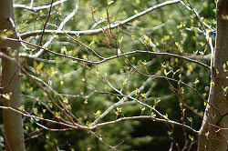 Spring Alder Buds - Cortes Island Alder Tree photo