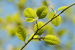 Alder Leaves II - Cortes Island Alder Tree photo
