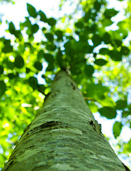 A Mosaic of Leaves and Bark - Cortes Island Alder Tree photo