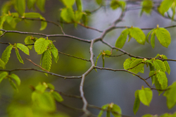 Spring Alder Branch - Aillevillers Alder Tree photo