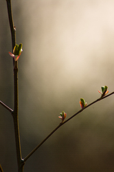 Young Alder leaves - Cortes Island Alder Tree photo