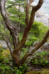 Arbutus Portrait - Cortes Island Arbutus Tree photo