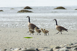 Goose Family on the Beach - Cortes Island Baby Animal photo