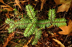Balsam Sill Life -  Balsam Tree photo