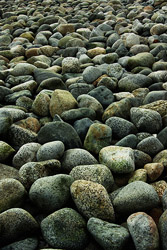 A Cobbled Beach - Cortes Island Beach photo