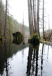 Beaver Pond - Cortes Island Beaver pond photo