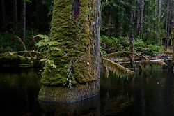 High Water Mark - Cortes Island Beaver pond photo