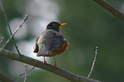 Robin in an Oak Tree - Cortes Island  photo