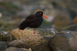 Black Oystercatcher on the Rocks of Eastern Cortes - Cortes Island  photo