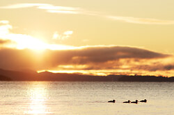 Scoters at Sunrise - Desolation Sound  photo
