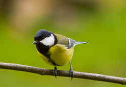 Great Tit - Aillevillers  photo