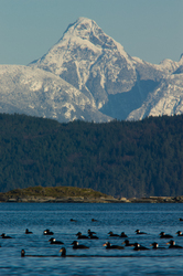 Surf Scoter - Desolation Sound Birds in Wilderness photo