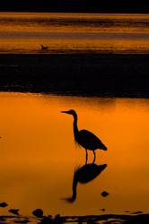 Stillness - Cortes Island Blue Heron photo