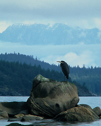 Ardea herodias - Cortes Island Blue Heron photo