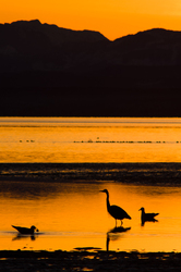 Heron and Friends - Cortes Island Blue Heron photo