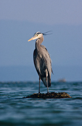 Great Blue Heron - Cortes Island Blue Heron photo