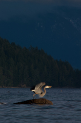 Heron Takeoff - Cortes Island Blue Heron photo