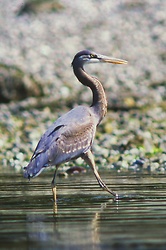 Great Blue Heron - Cortes Island Blue Heron photo